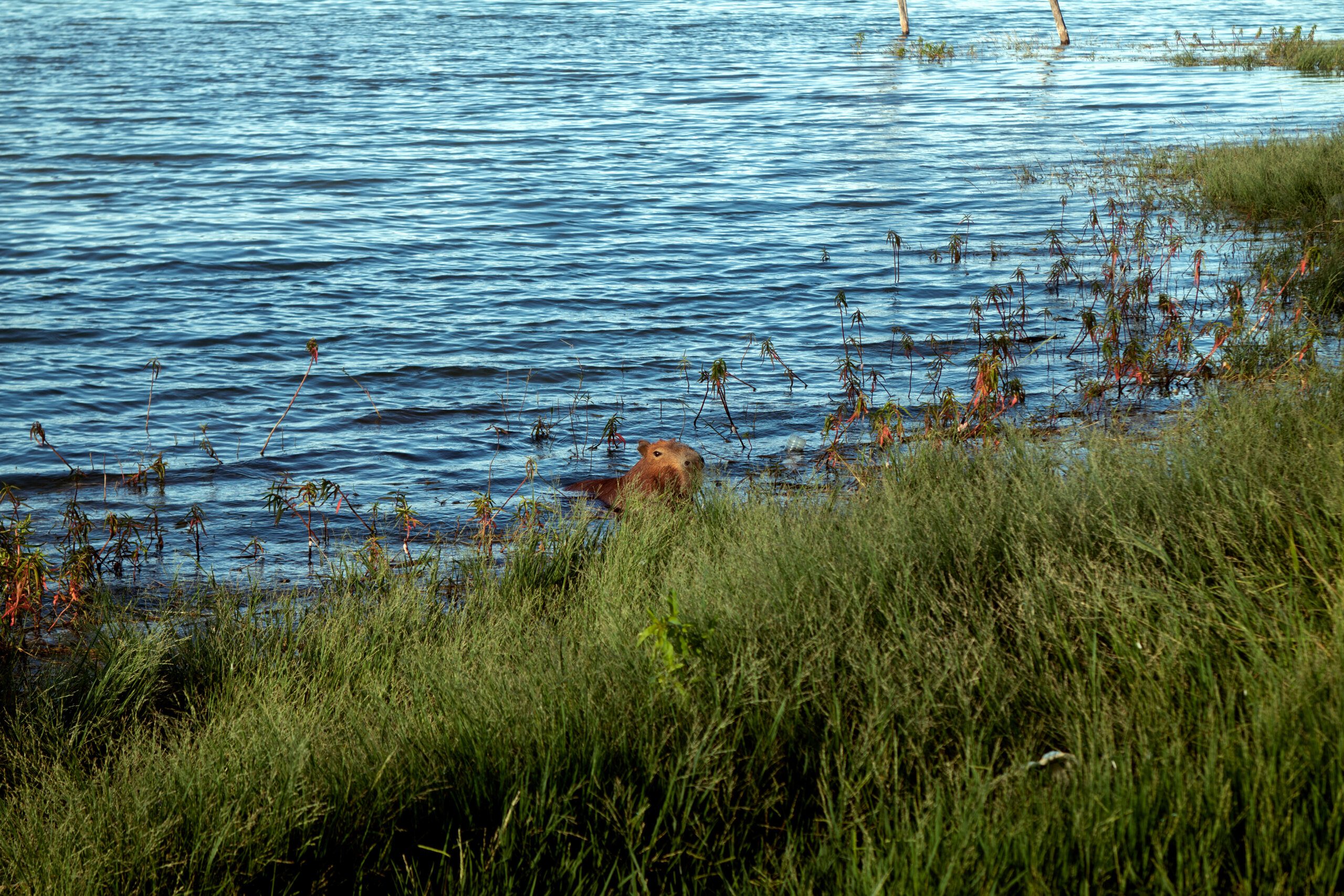 The Most Chill Animal: The Capybara The Most Chill Animal: The Capybara