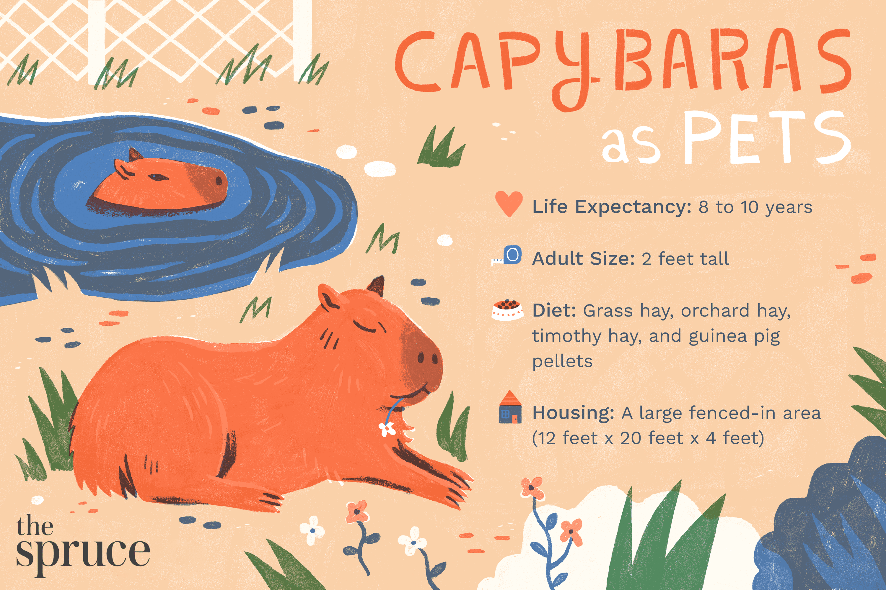 Why Capybaras Make Good Pets Why Capybaras Make Good Pets