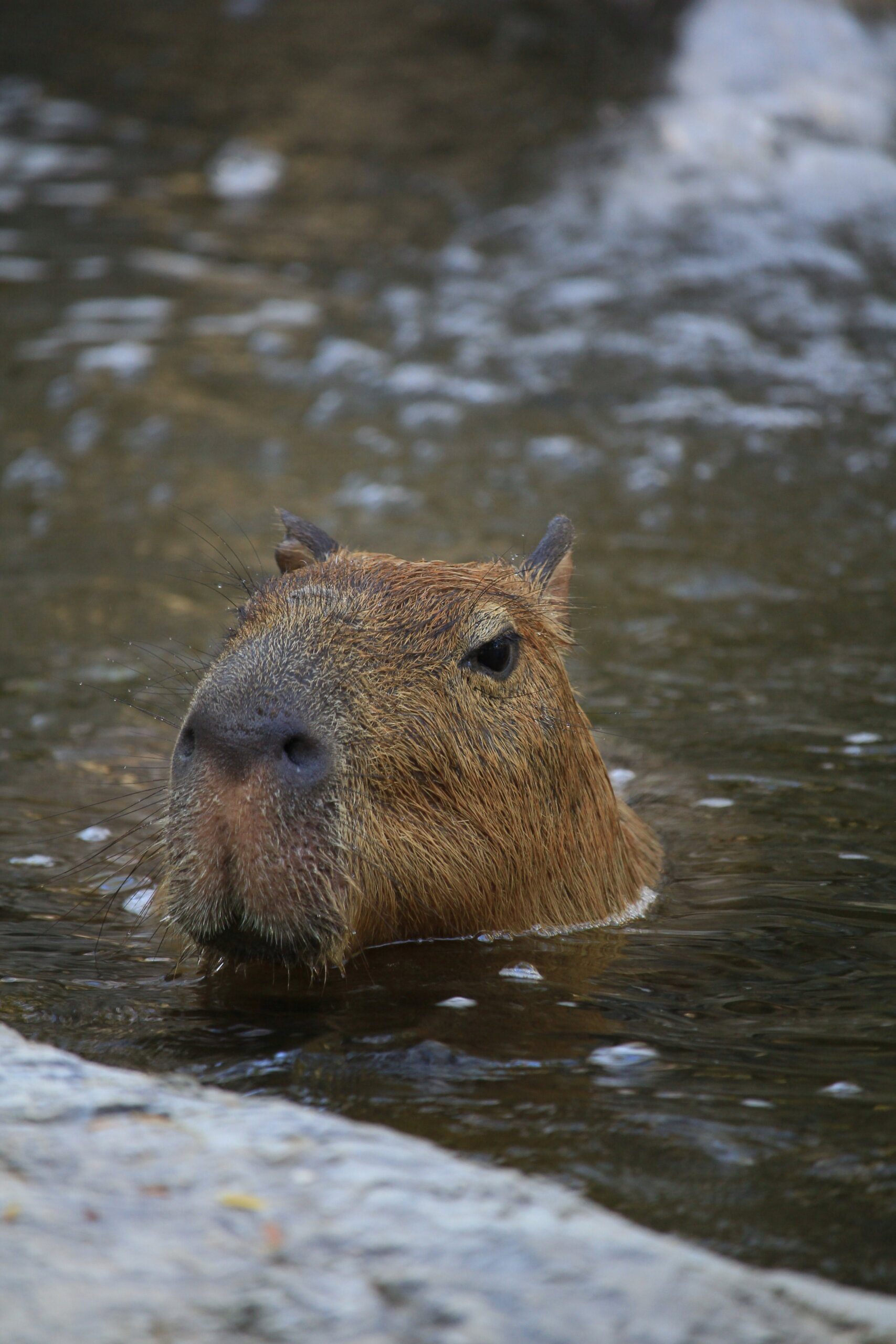 The Beloved Capybara: A Favorite Among Animals The Beloved Capybara: A Favorite Among Animals