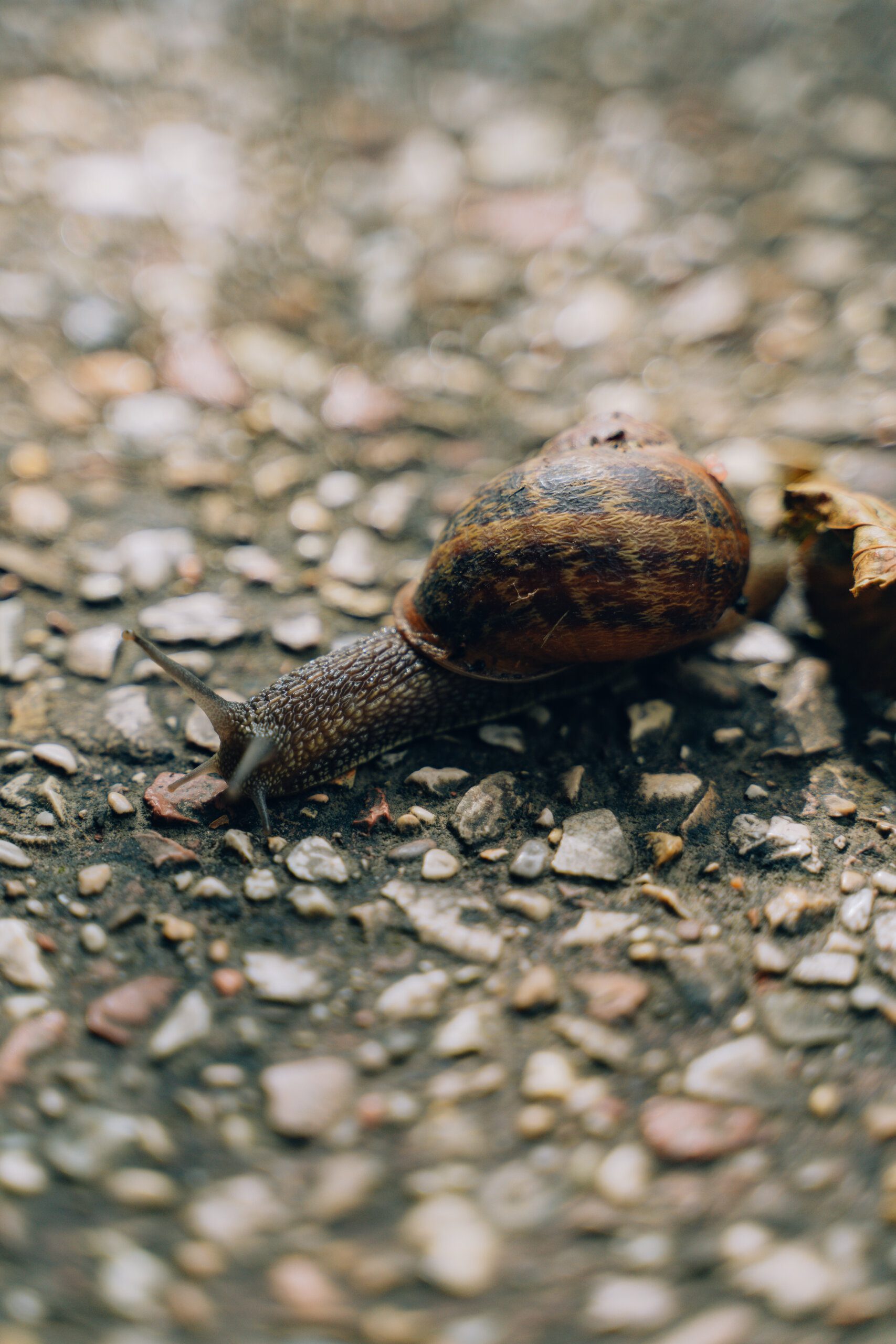 Capybara for Sale in Ireland Capybara for Sale in Ireland