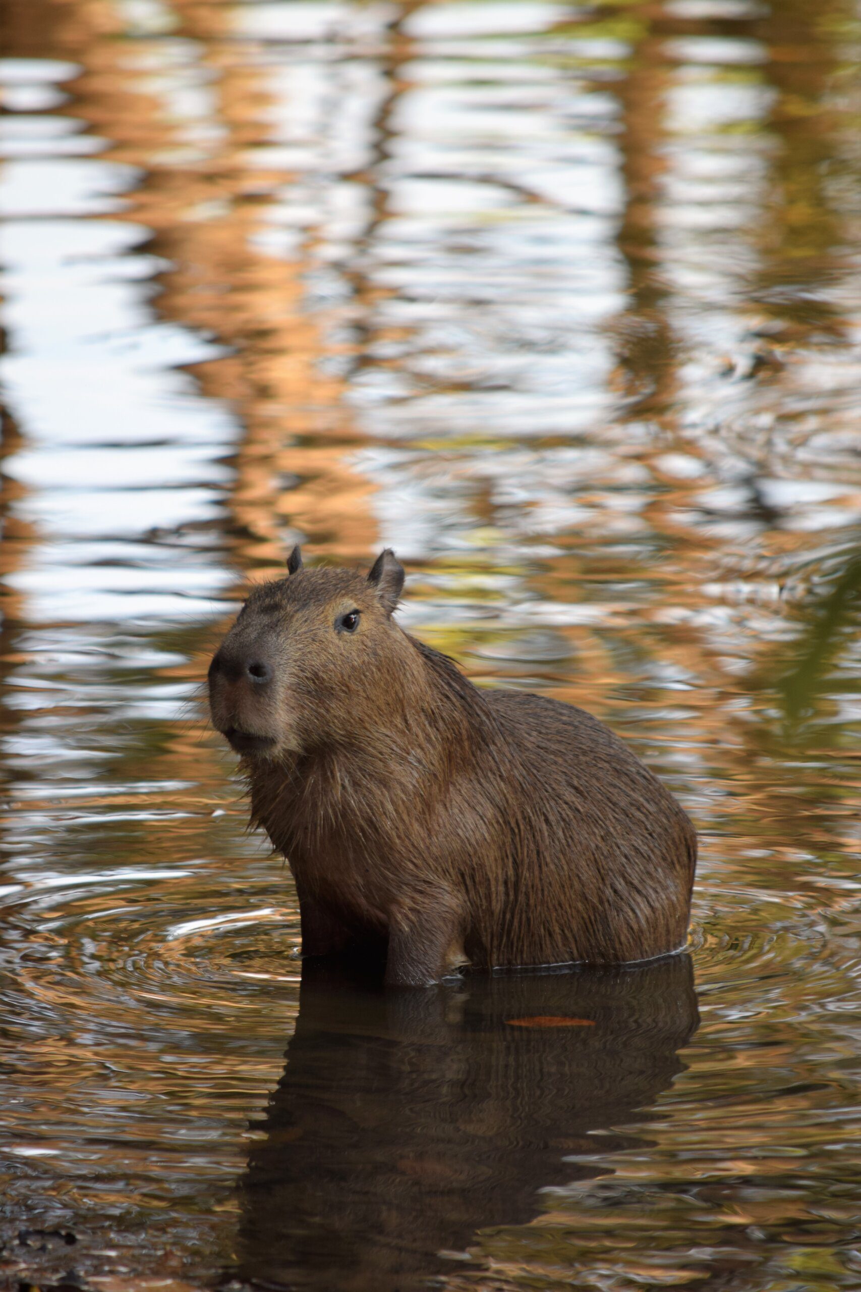 Adorable Capybara: A Collection of Images Adorable Capybara: A Collection of Images