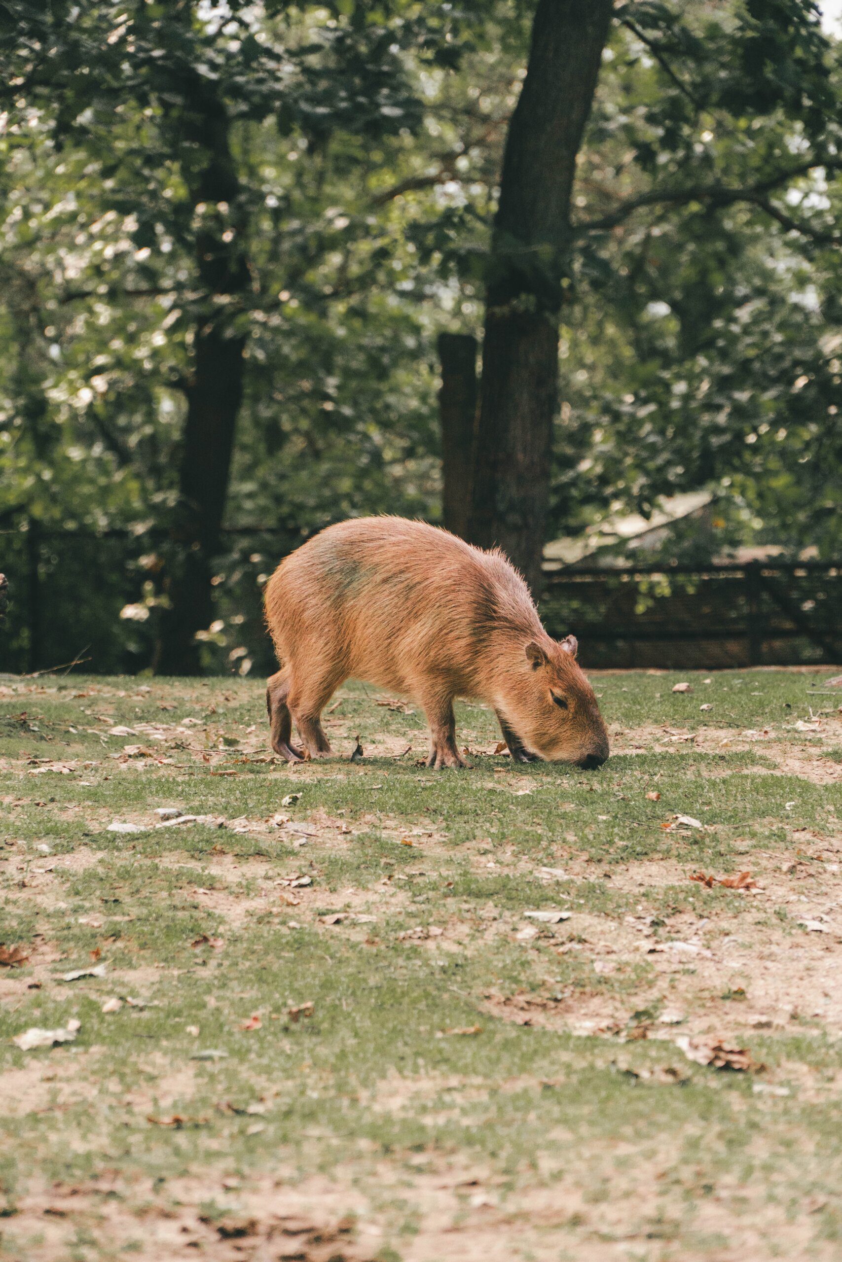 Top Destinations to Spot Capybaras Top Destinations to Spot Capybaras