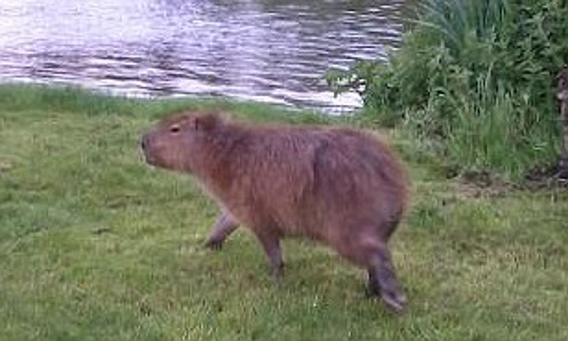 Capybara Sightings in the Wild in the UK Capybara Sightings in the Wild in the UK