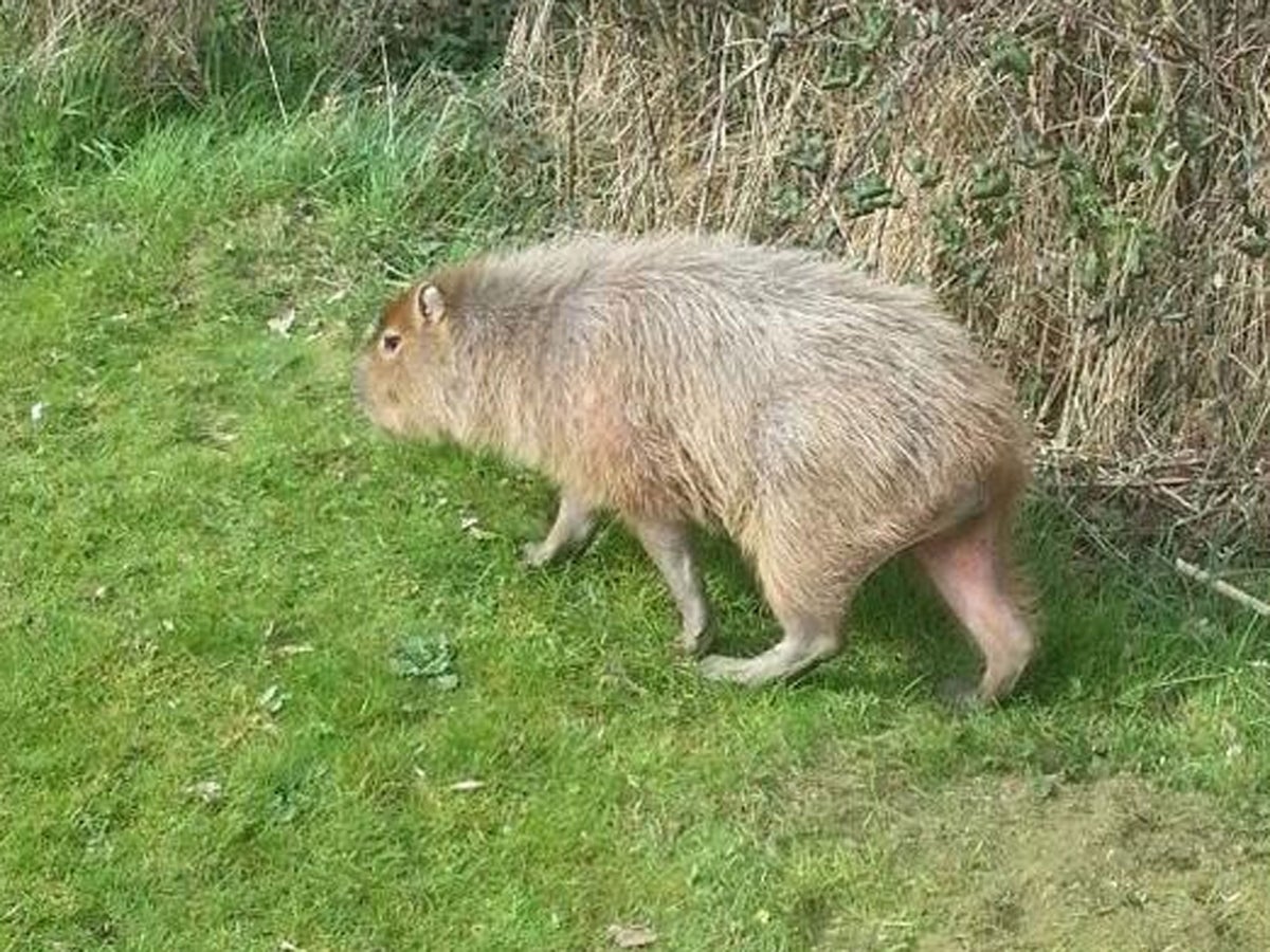 Capybara Sightings in the Wild in the UK Capybara Sightings in the Wild in the UK