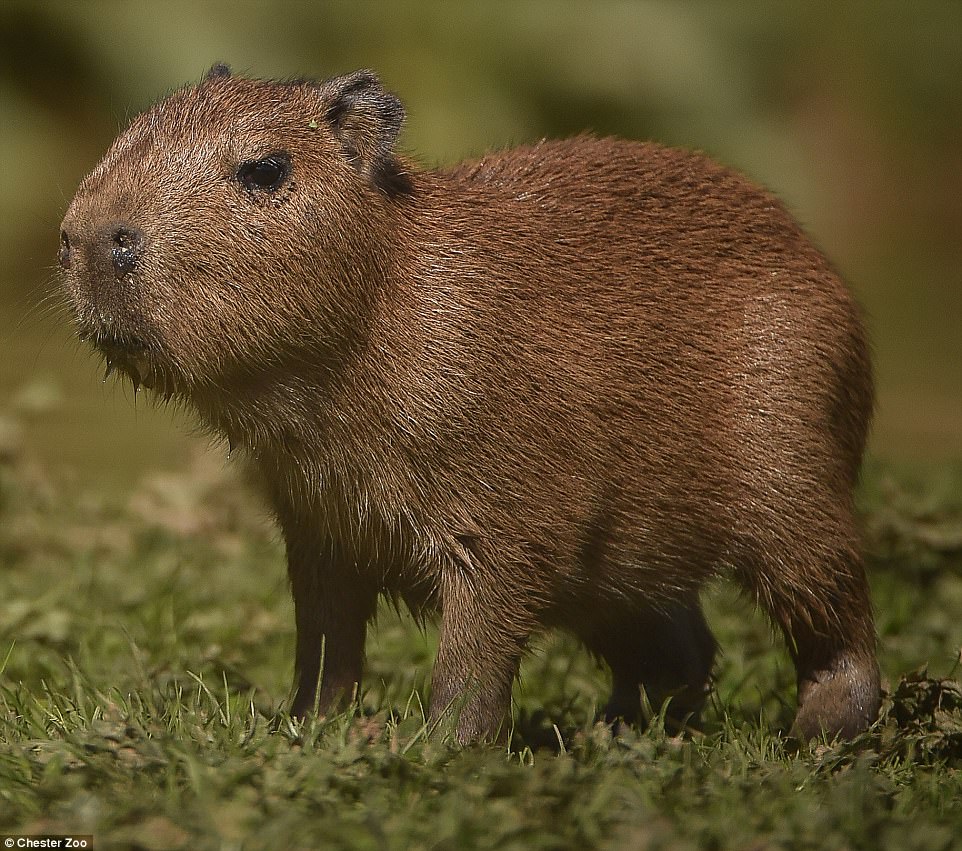 Meet the Adorable Capybara Teddy at Chester Zoo Meet the Adorable Capybara Teddy at Chester Zoo