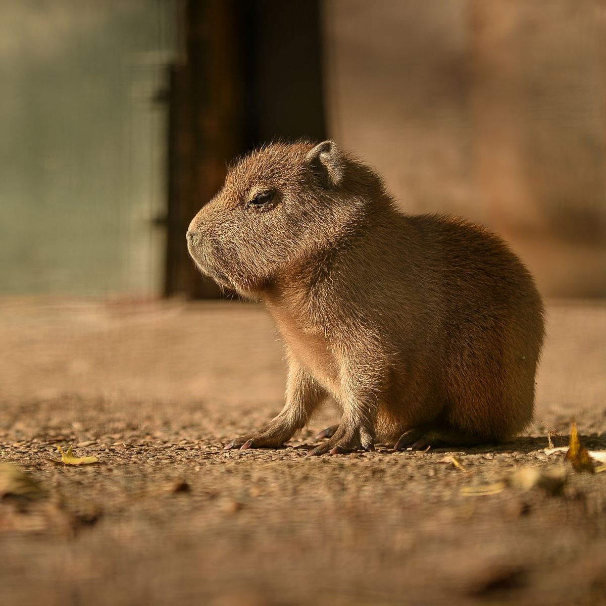 Meet the Adorable Capybara Teddy at Chester Zoo Meet the Adorable Capybara Teddy at Chester Zoo