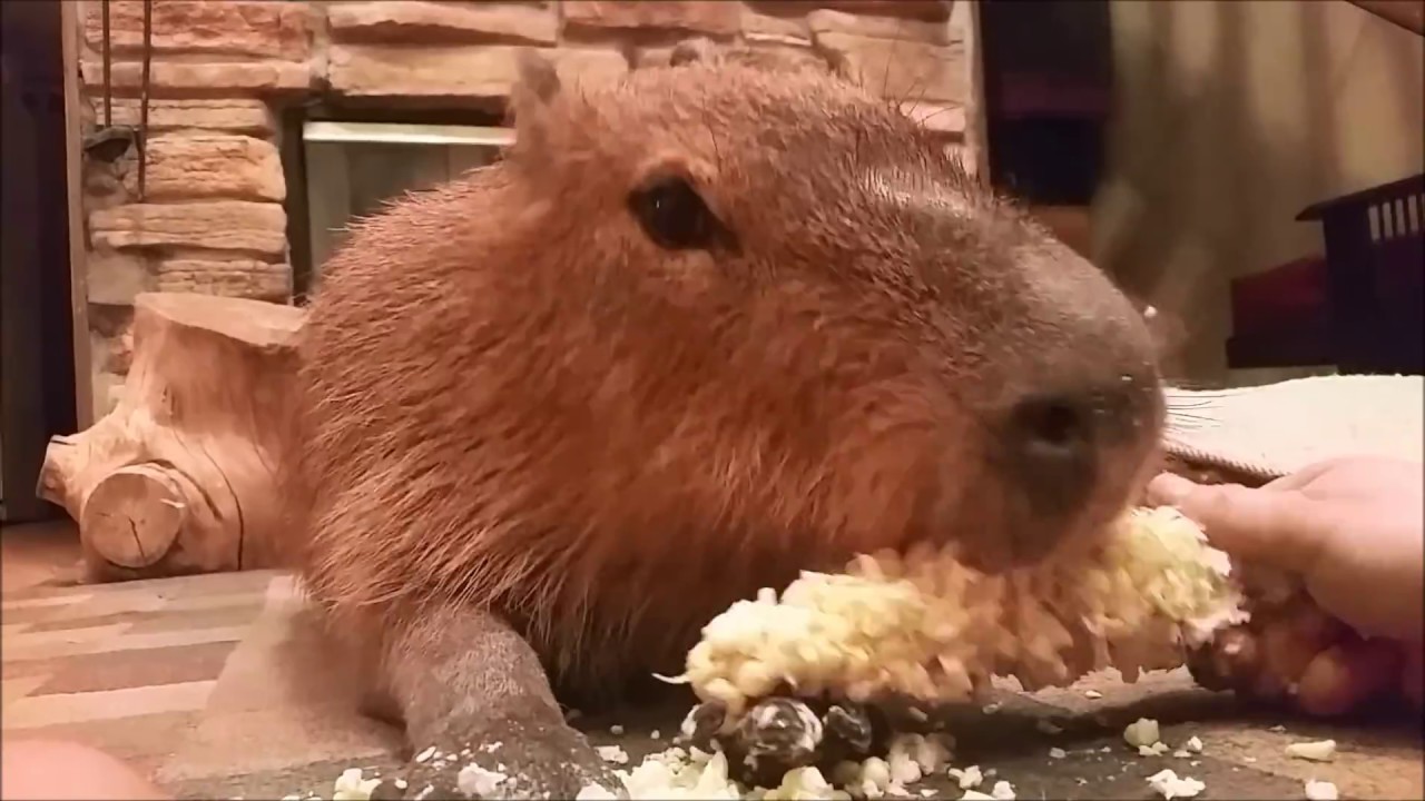 The Popcorn-Scented Mystery of the Capybara The Popcorn-Scented Mystery of the Capybara