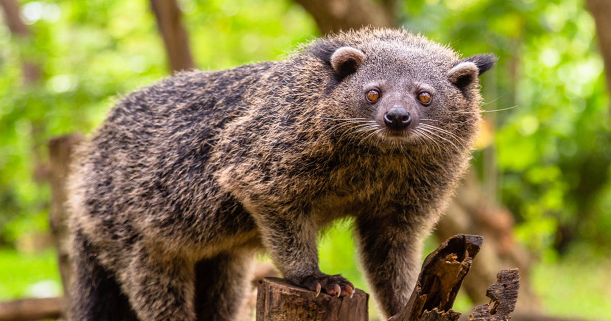The Popcorn-Scented Mystery of the Capybara The Popcorn-Scented Mystery of the Capybara