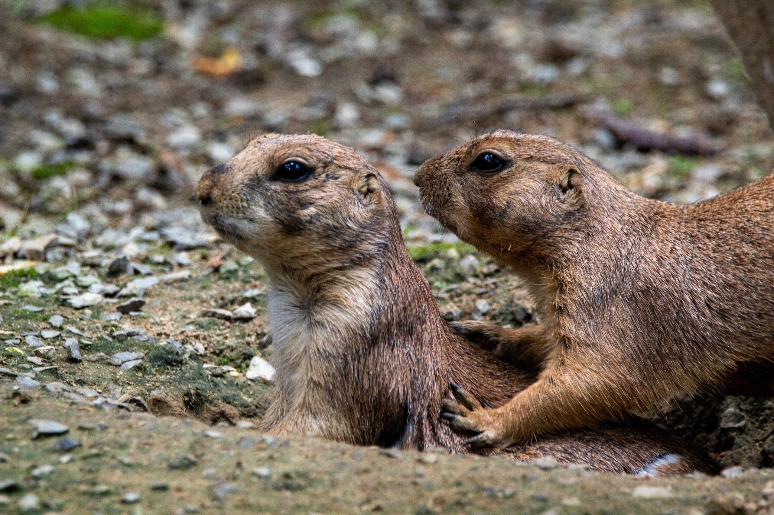 Discovering the Enigma: Capybara - Rodents of Unusual Size Discovering the Enigma: Capybara - Rodents of Unusual Size