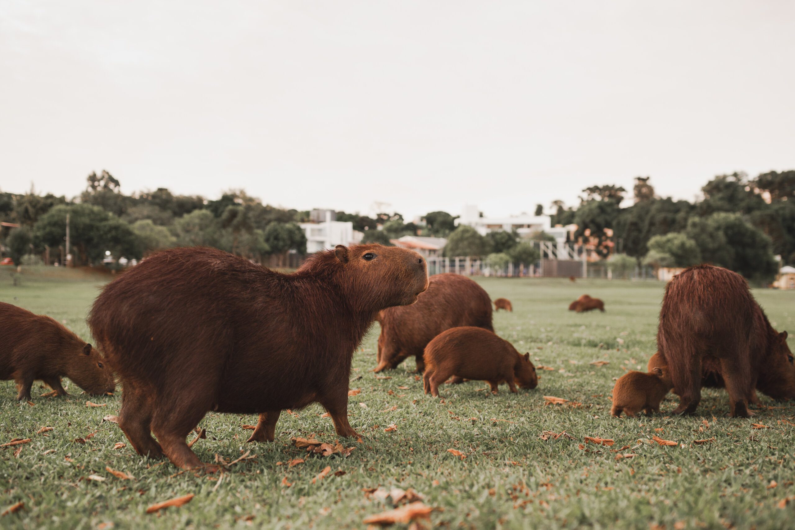 Adorable Capybara Pups Available for Sale Adorable Capybara Pups Available for Sale