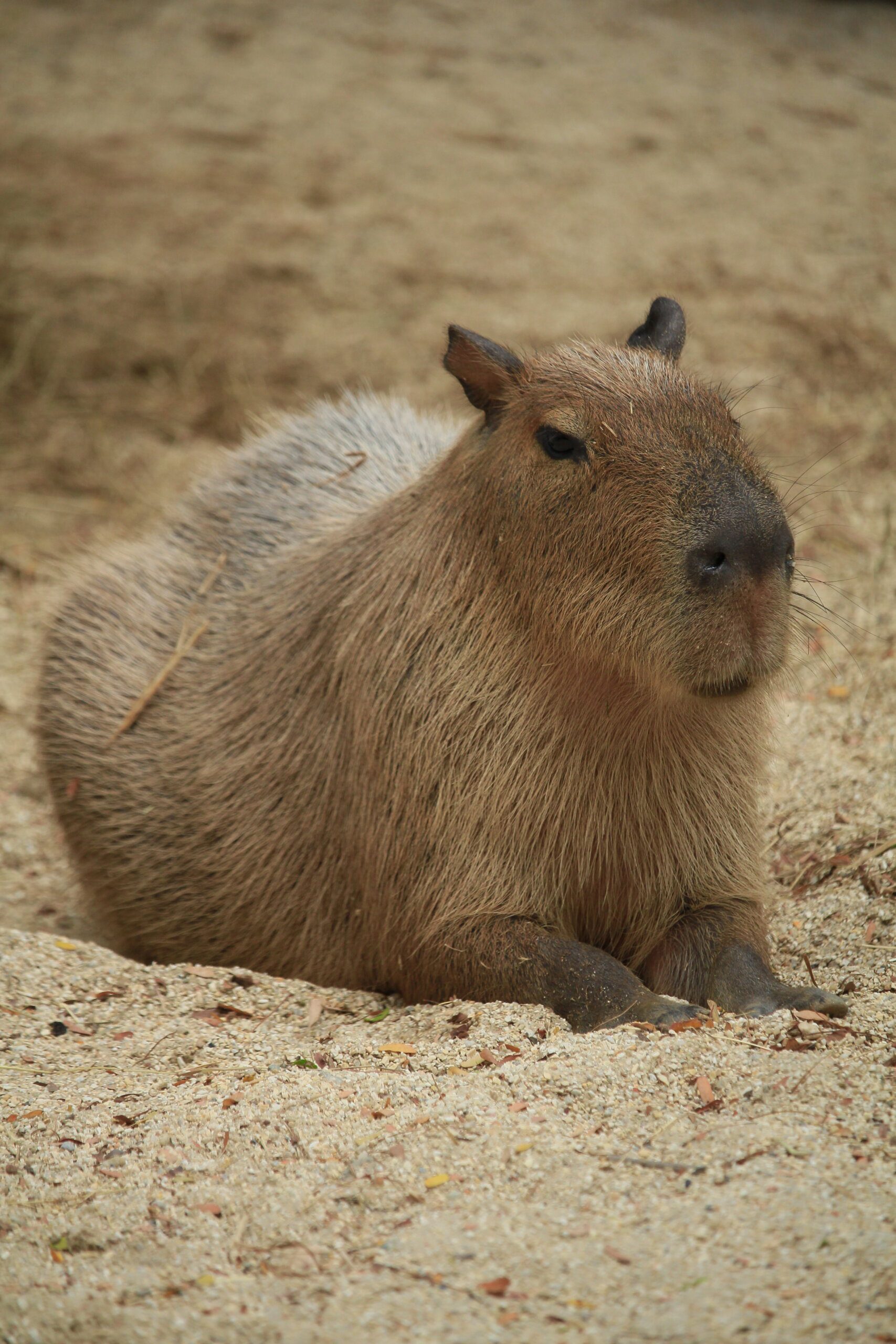 Adorable Capybara Pups Available for Sale Adorable Capybara Pups Available for Sale