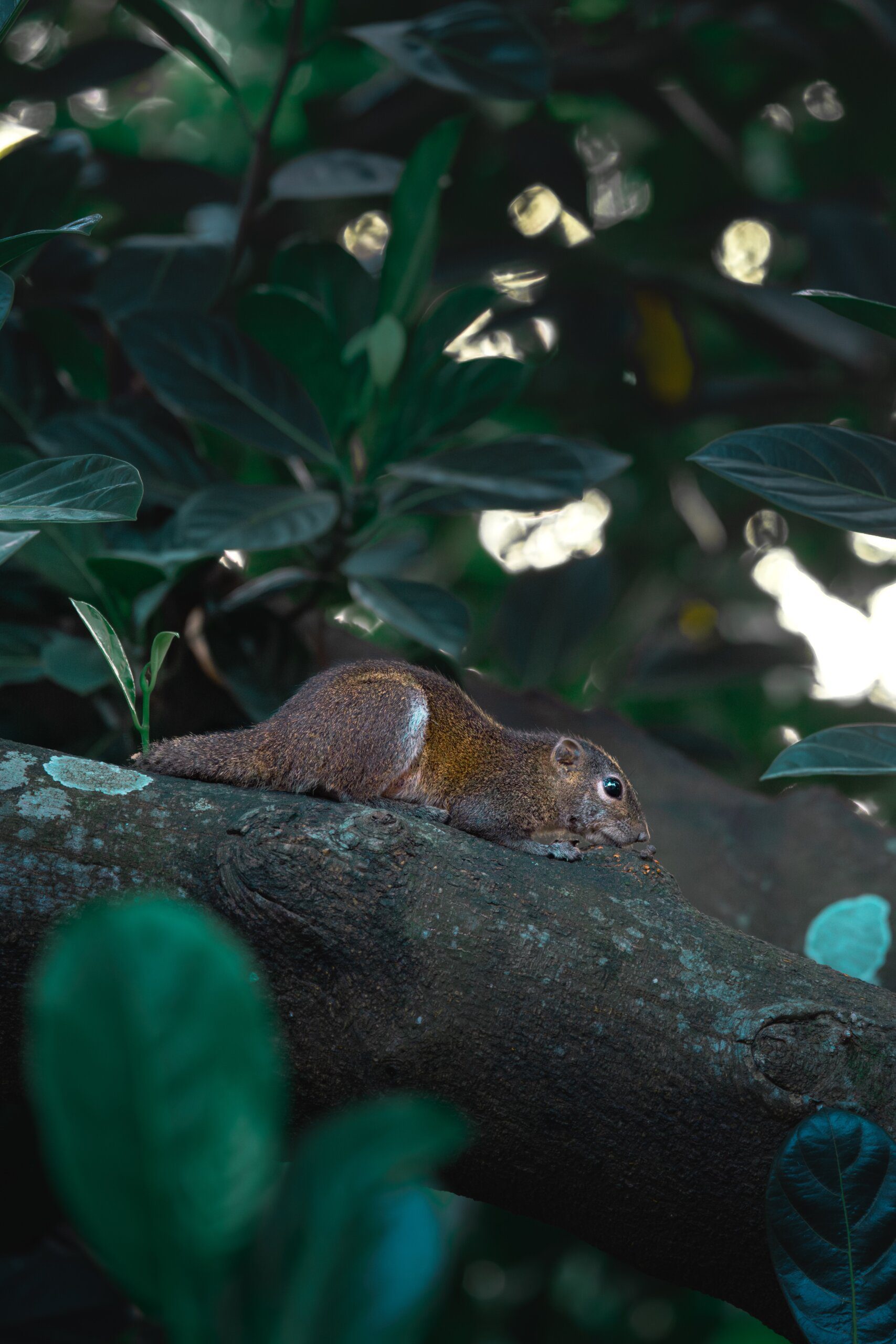 Discover the Unique Capybara Habitat near Playa del Carmen Discover the Unique Capybara Habitat near Playa del Carmen