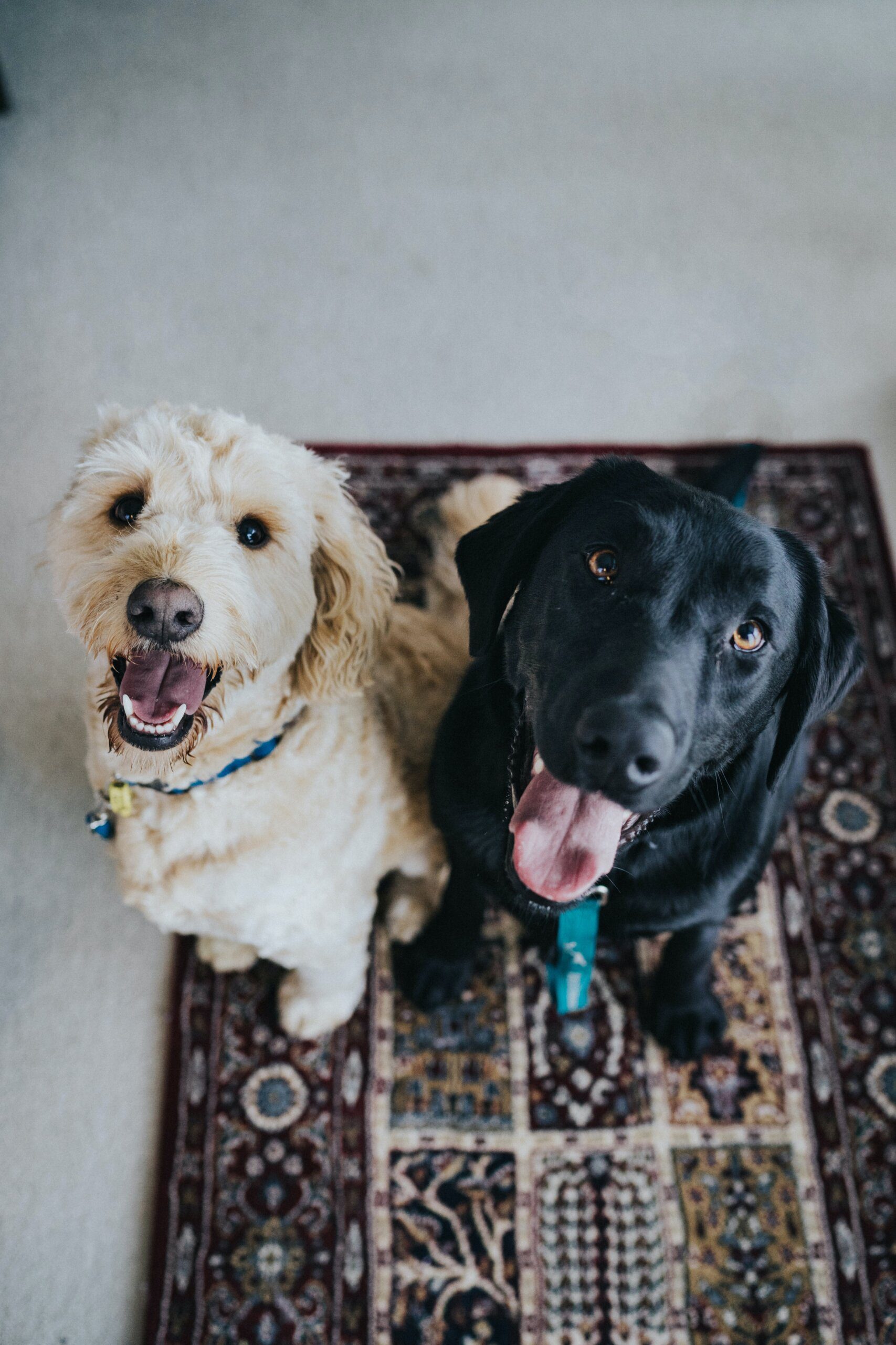 Capybara and Dog: Unlikely Playmates Capybara and Dog: Unlikely Playmates