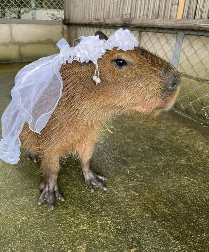 The Capybara Bride: A Wedding Dress for the Cuddliest Creature