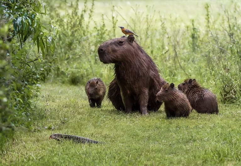 Capybara: A Fascinating Human Size Comparison Capybara: A Fascinating Human Size Comparison