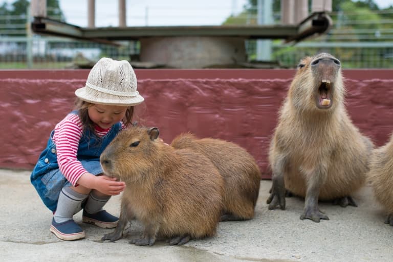 Capybara: A Fascinating Human Size Comparison Capybara: A Fascinating Human Size Comparison