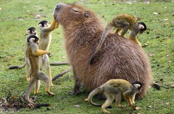 How Capybaras Get Along with Other Animals How Capybaras Get Along with Other Animals