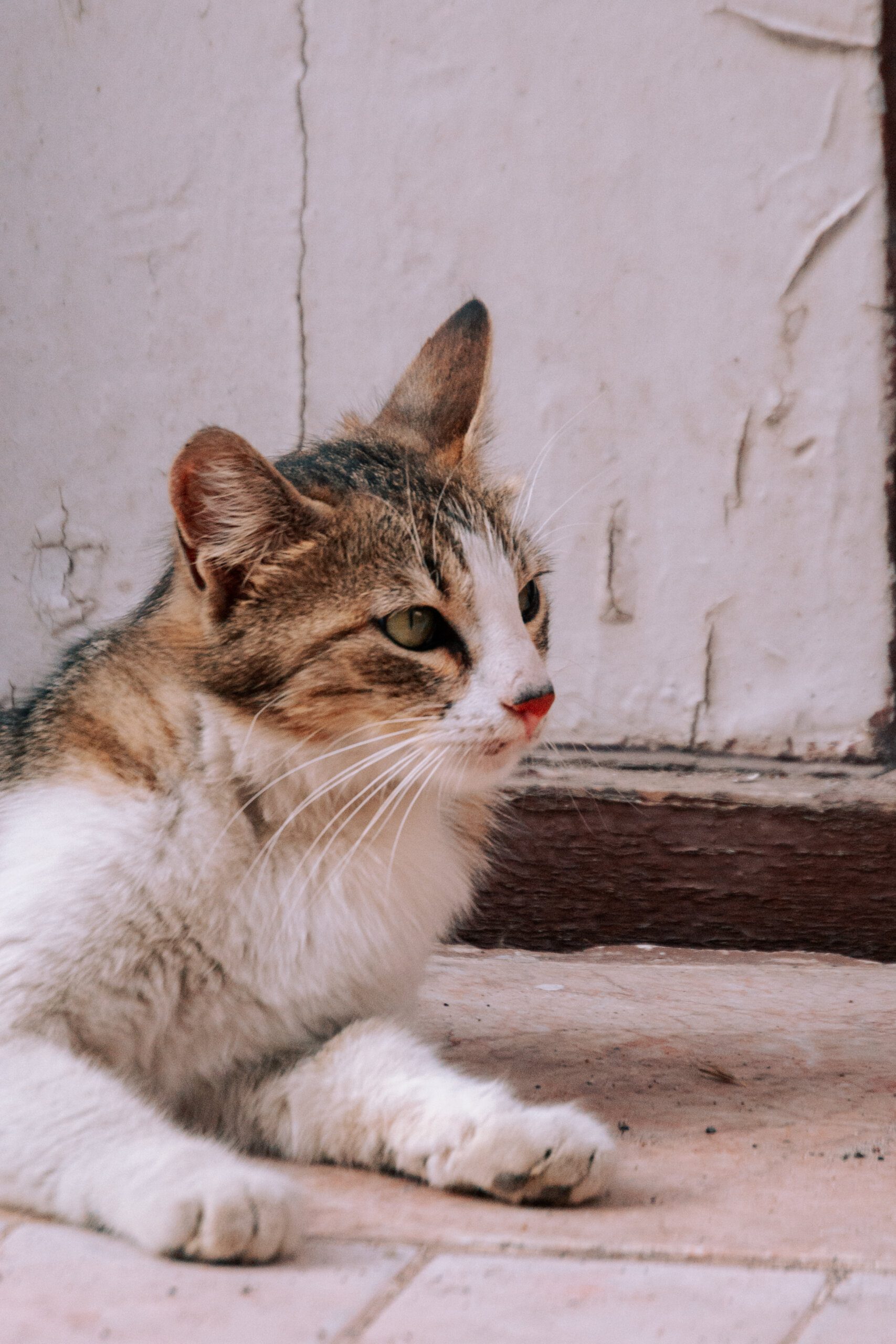 Where to Find Capybaras for Sale as Pets