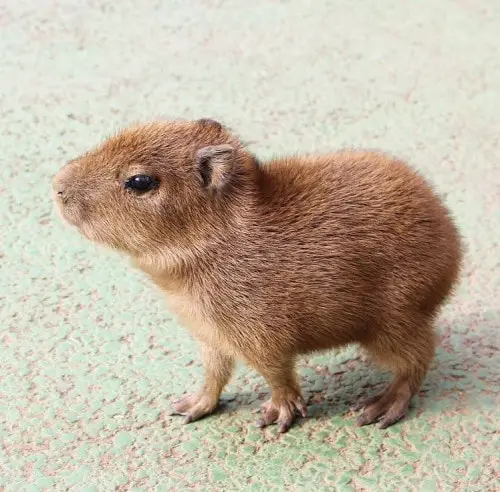 Where to Find Capybaras for Sale in the UK Where to Find Capybaras for Sale in the UK