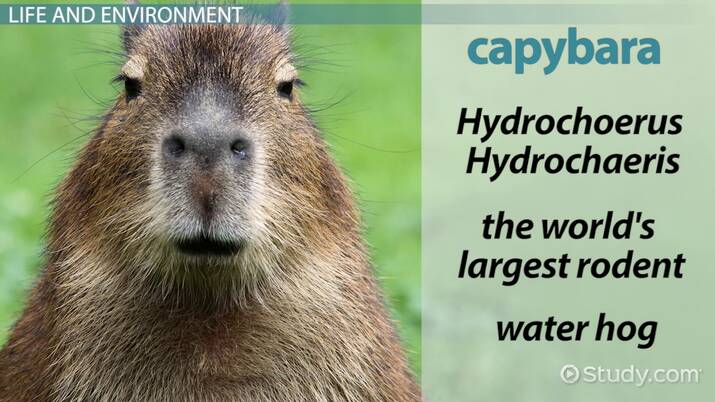 How to Find and Capture a Capybara by Text How to Find and Capture a Capybara by Text