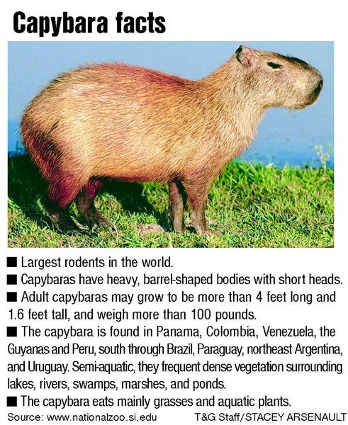How to Find and Capture a Capybara by Text How to Find and Capture a Capybara by Text