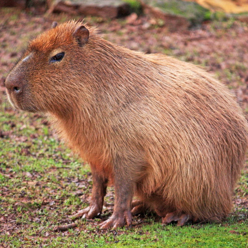 Finding a Capybara by ID Finding a Capybara by ID