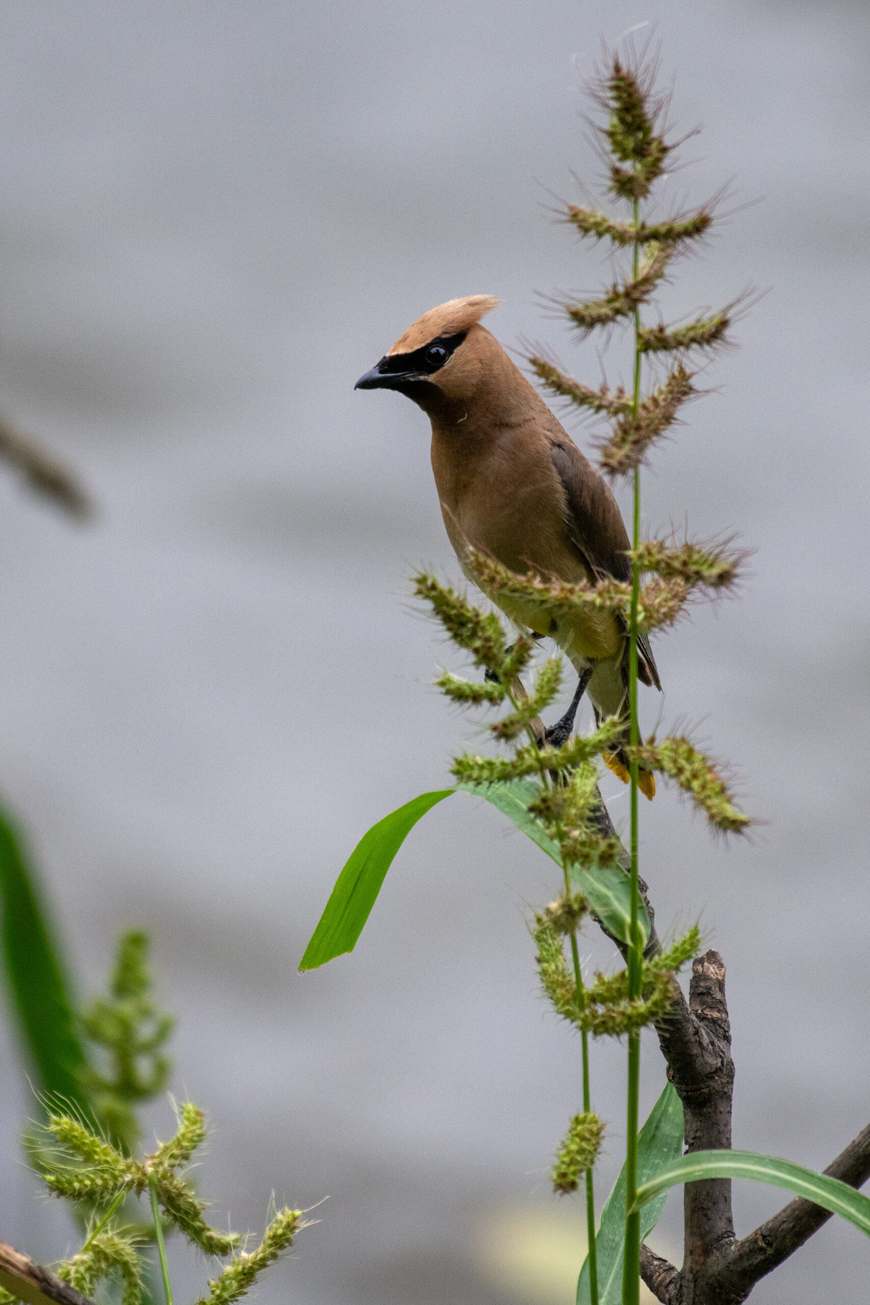Interesting Facts About Capybaras Interesting Facts About Capybaras