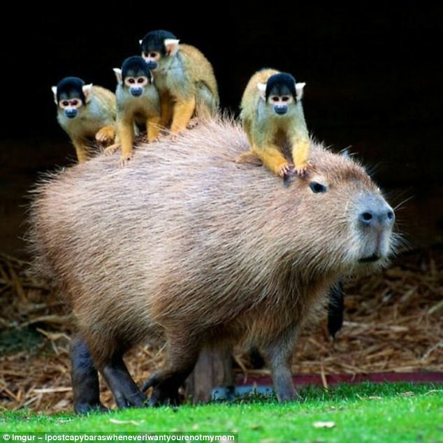 The Capybara: Everyones Friend The Capybara: Everyones Friend