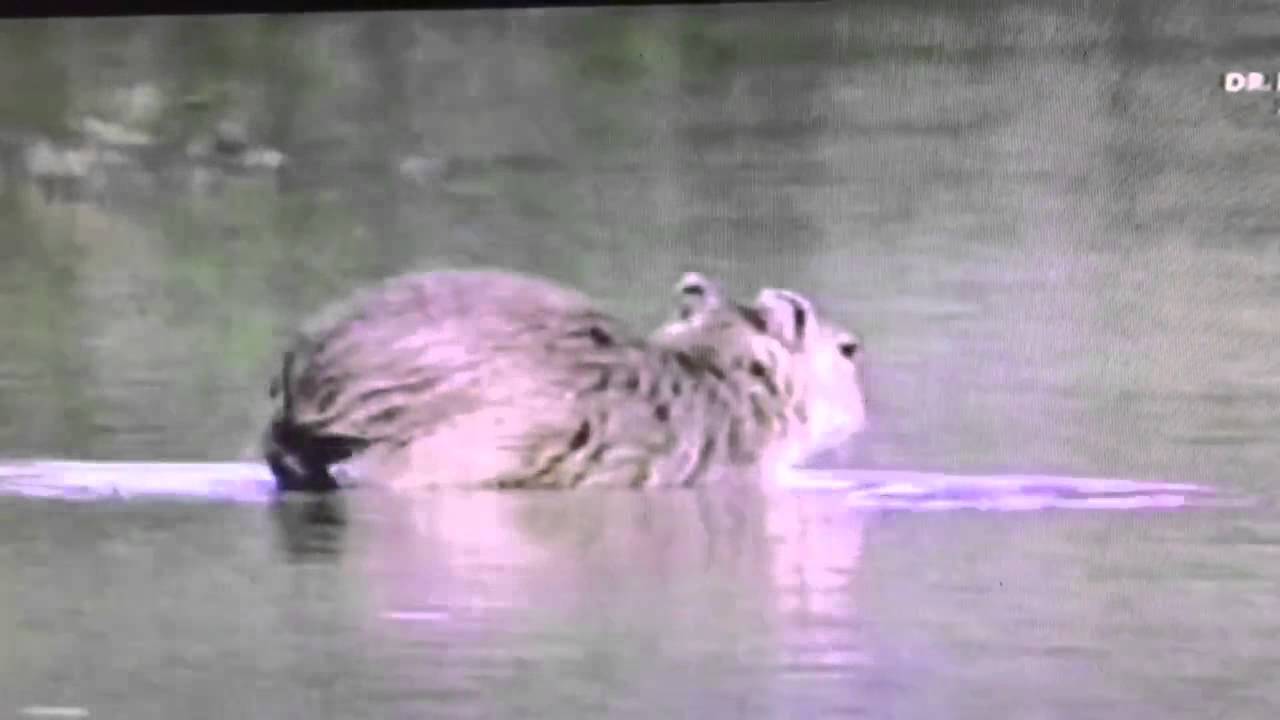 Unfortunate Encounter: Capybara Devoured by Piranha Unfortunate Encounter: Capybara Devoured by Piranha