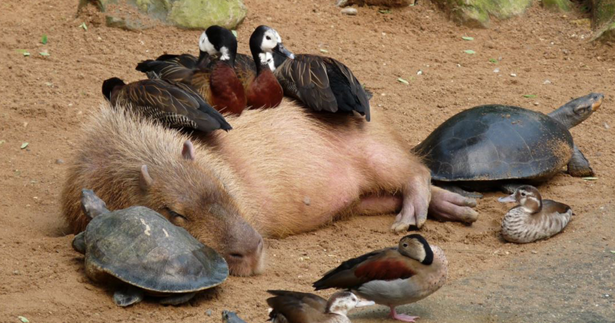 The Capybara: Everyones Friend The Capybara: Everyones Friend