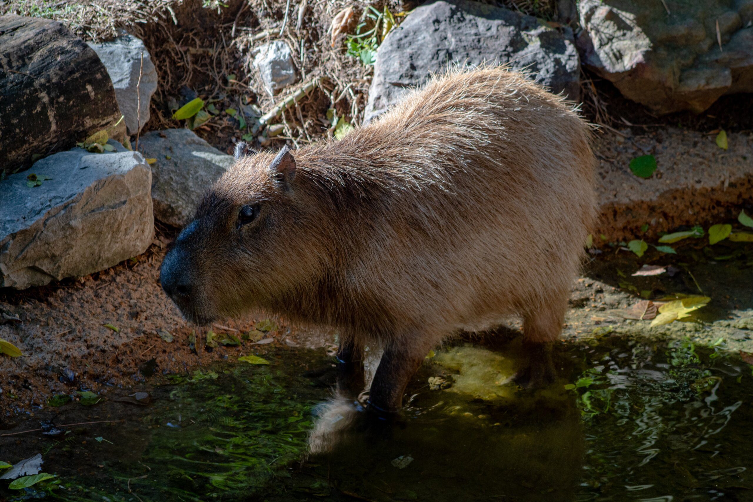 Relaxing Moments: Capybara Chilling in Hot Tub Relaxing Moments: Capybara Chilling in Hot Tub