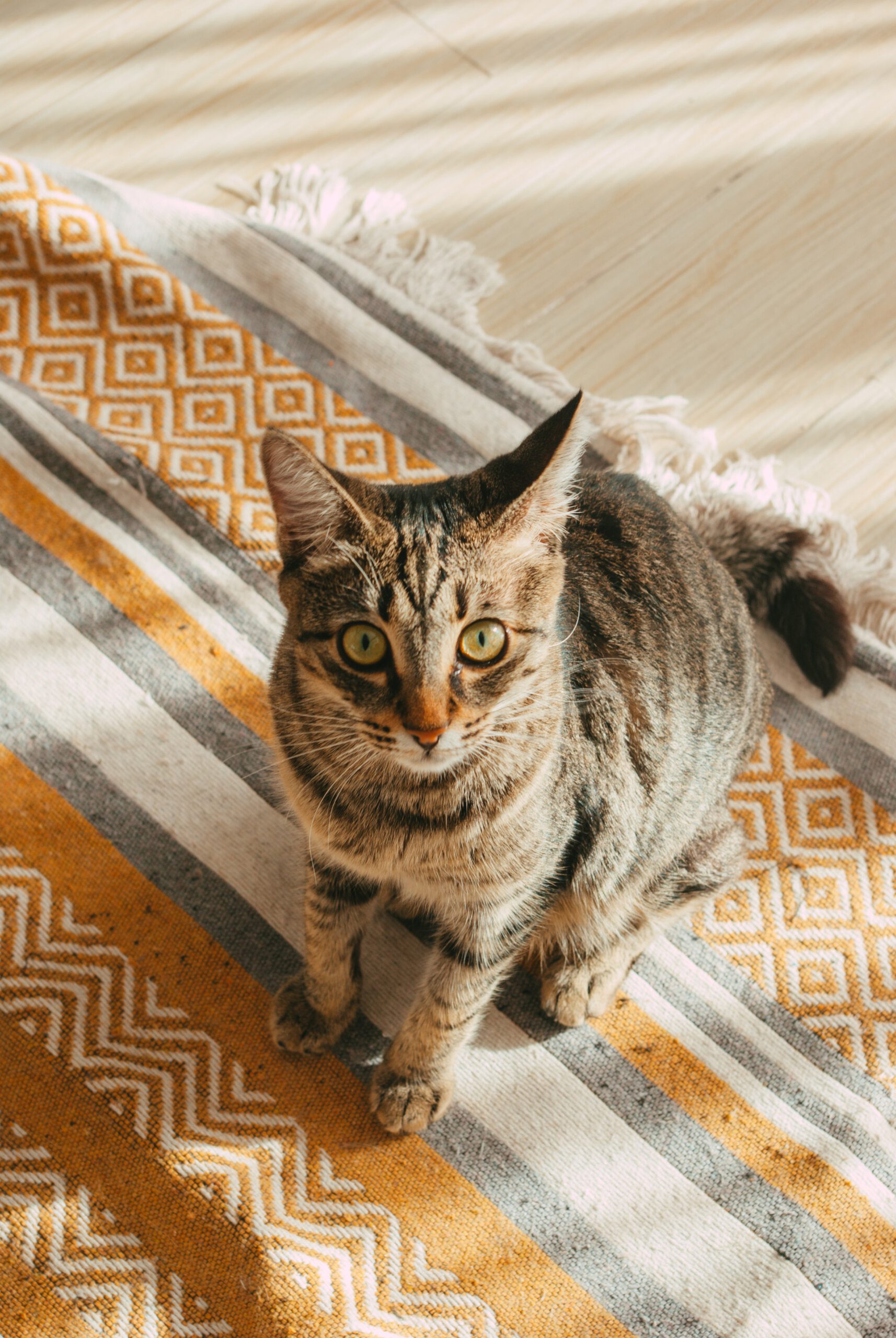 Can you own capybaras in the UK?