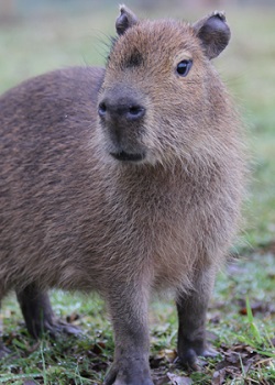Capybara as a Pet in the UK: Rules and Regulations Capybara as a Pet in the UK: Rules and Regulations
