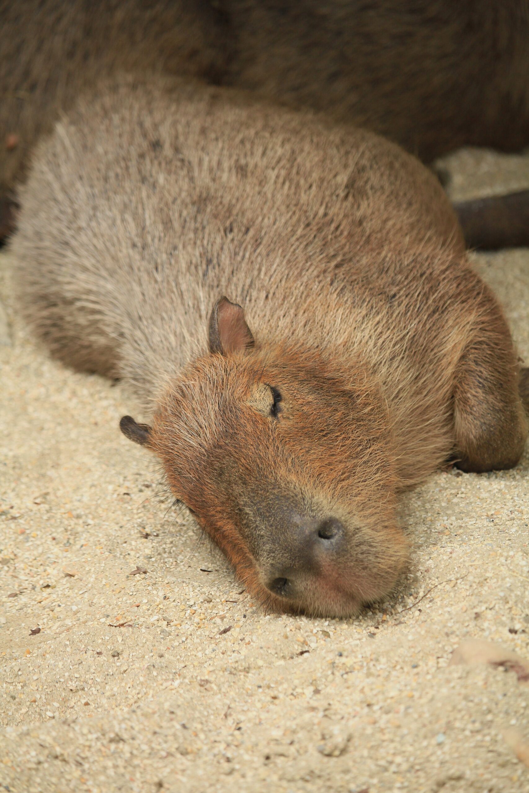 Can you legally own a pet capybara? Can you legally own a pet capybara?
