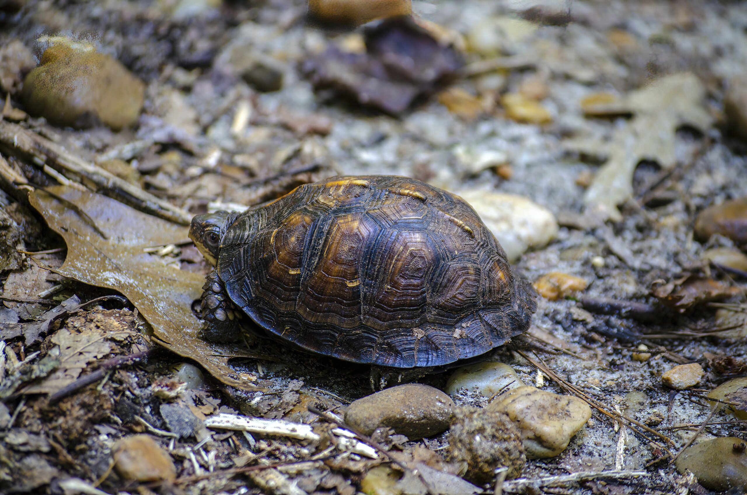 Can You Have a Capybara as a Pet? Can You Have a Capybara as a Pet?