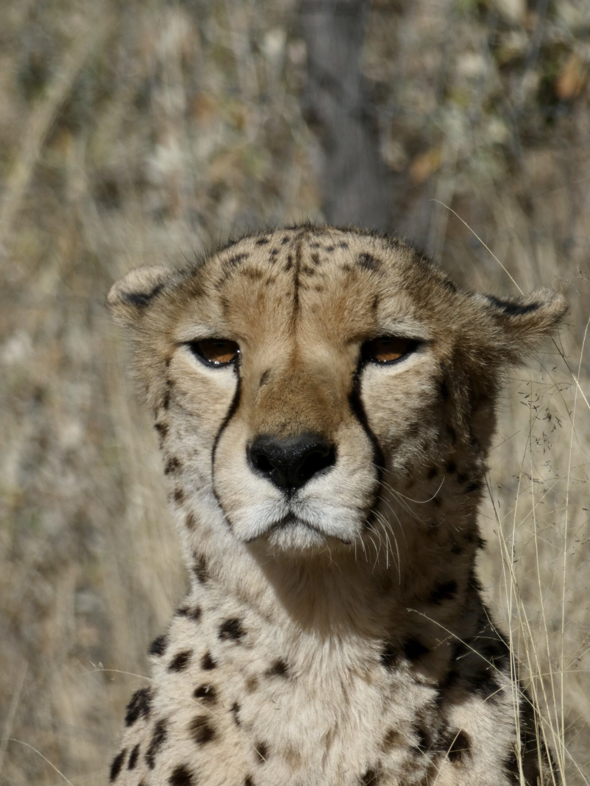 Can Capybaras be Found in Australia? Can Capybaras be Found in Australia?