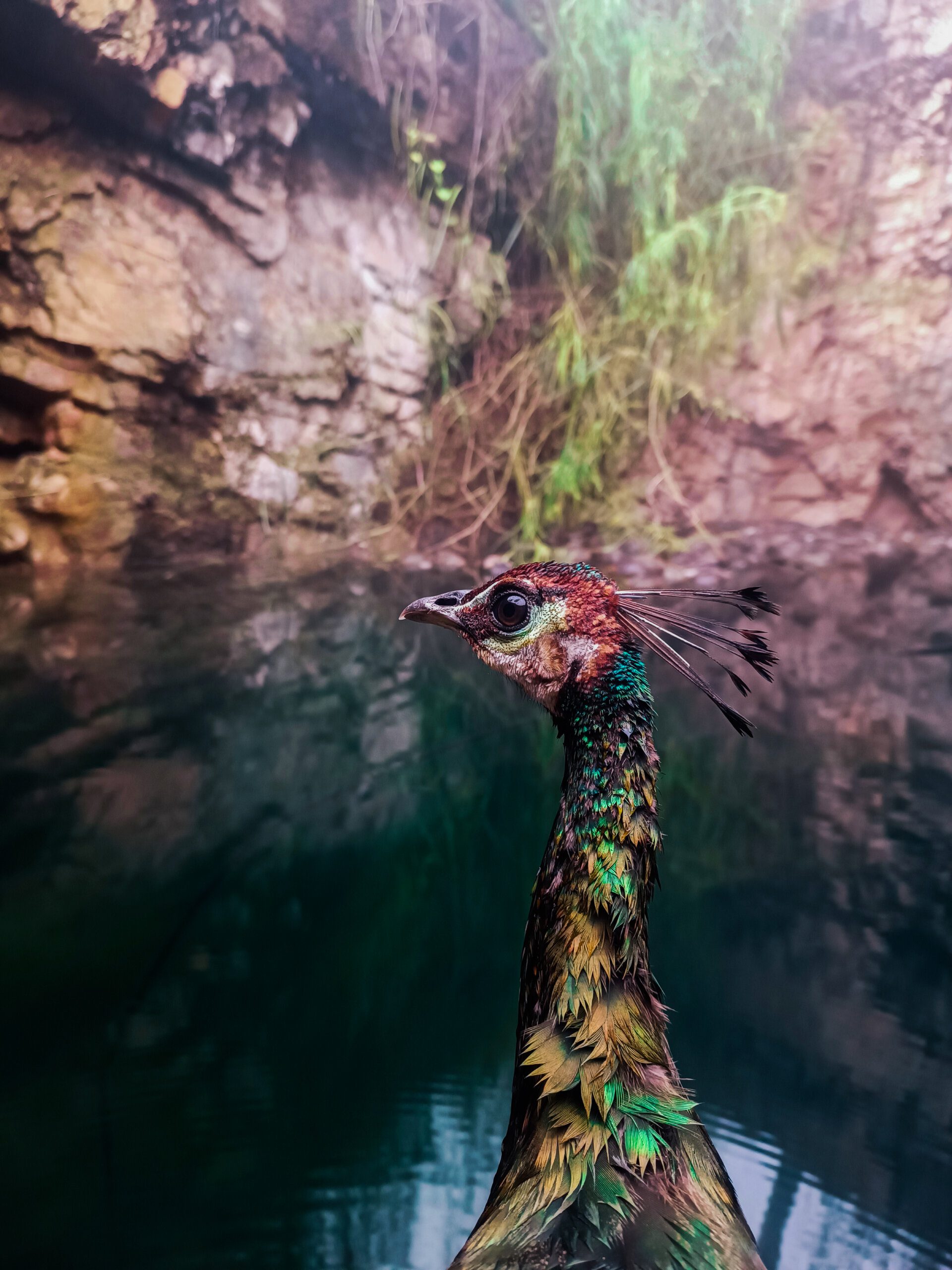 Can Capybaras be Found in Australia? Can Capybaras be Found in Australia?