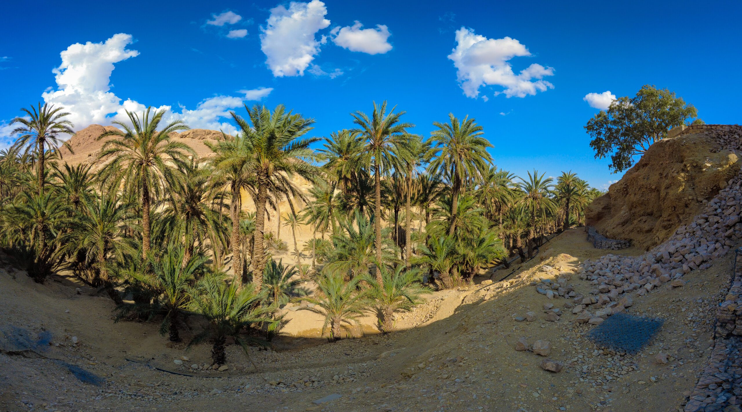 Can Capybaras be Purchased as Pets? Can Capybaras be Purchased as Pets?