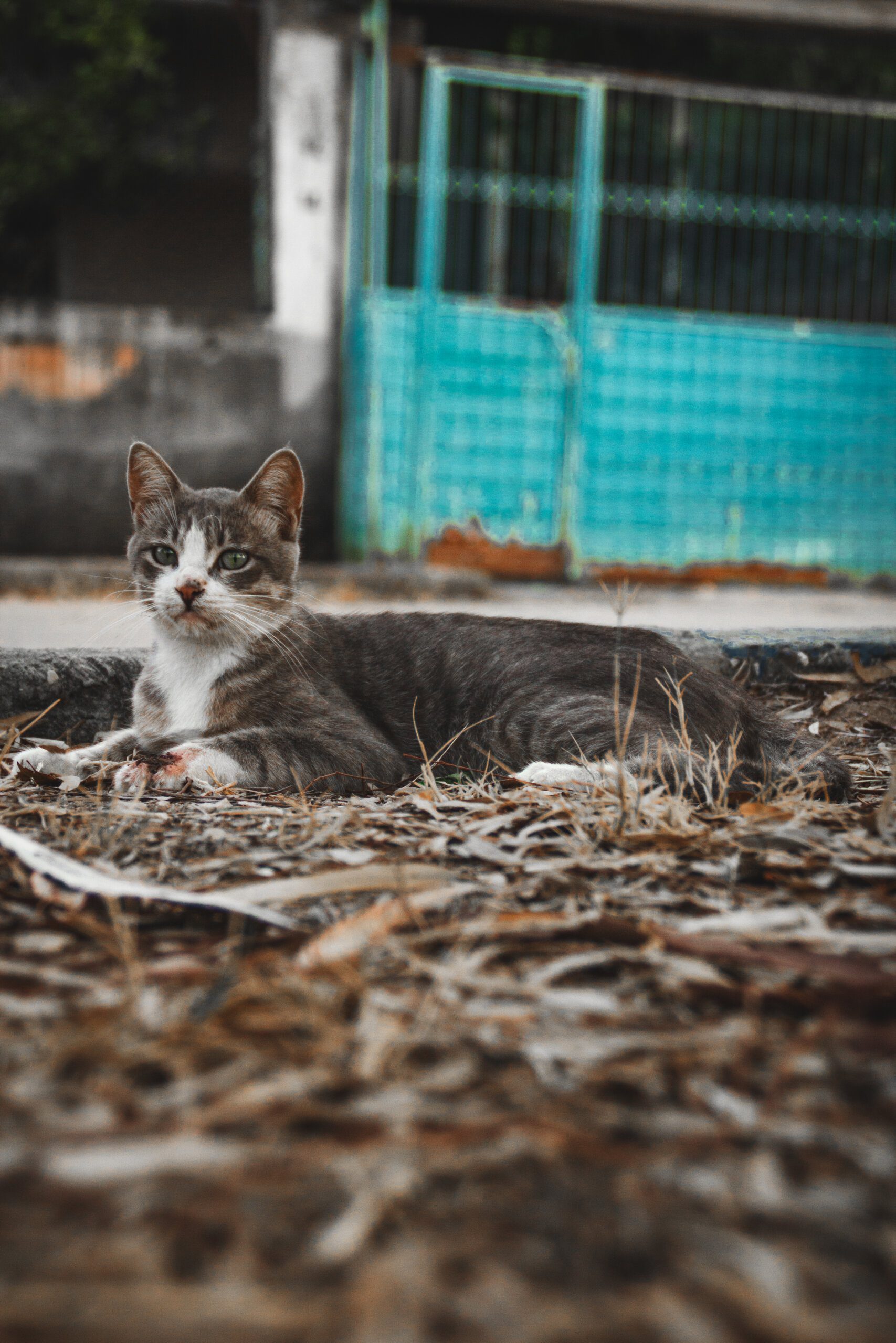 Is it legal to have a capybara as a pet? Is it legal to have a capybara as a pet?