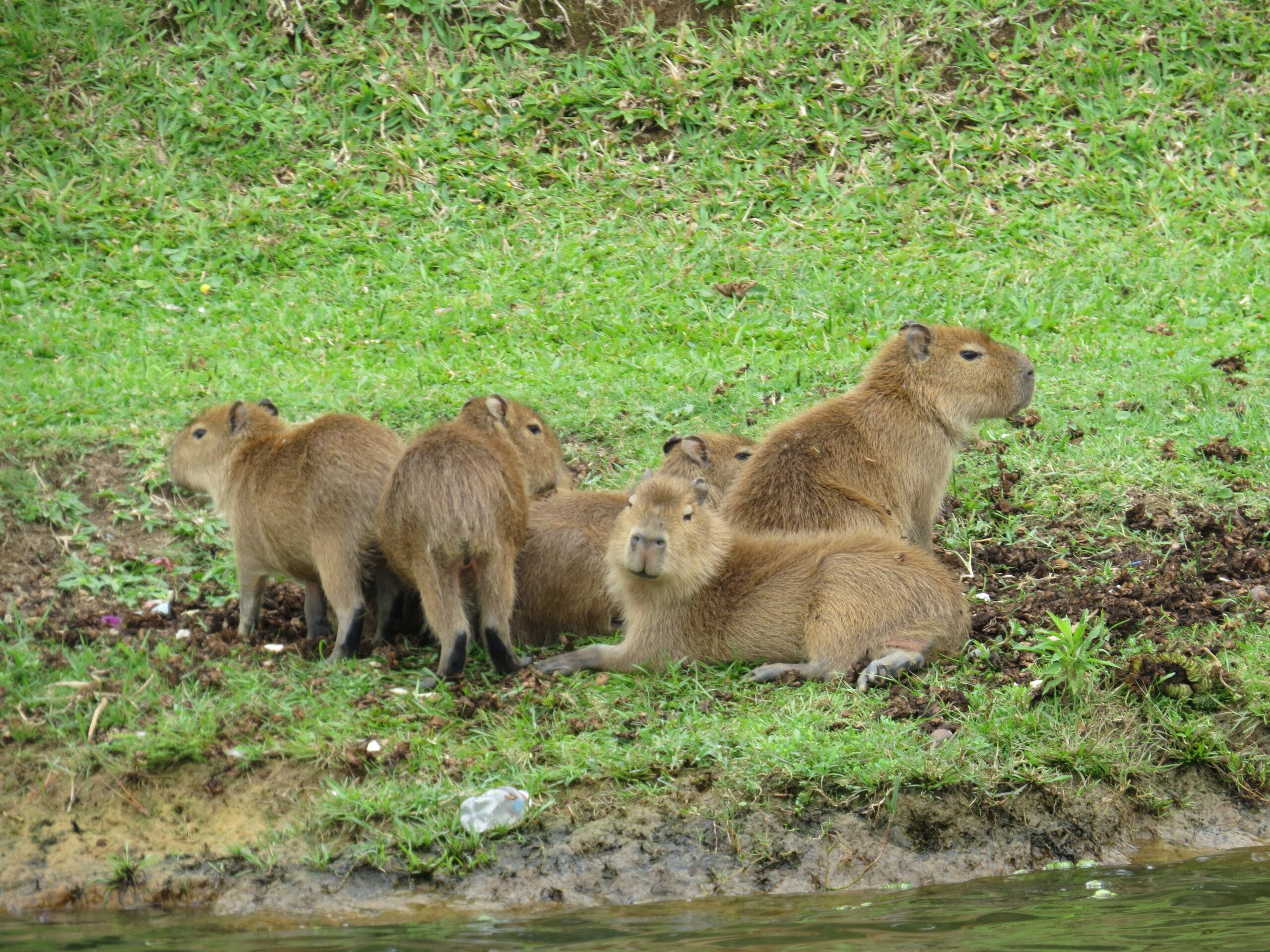 Where Can I Find a Capybara? Where Can I Find a Capybara?