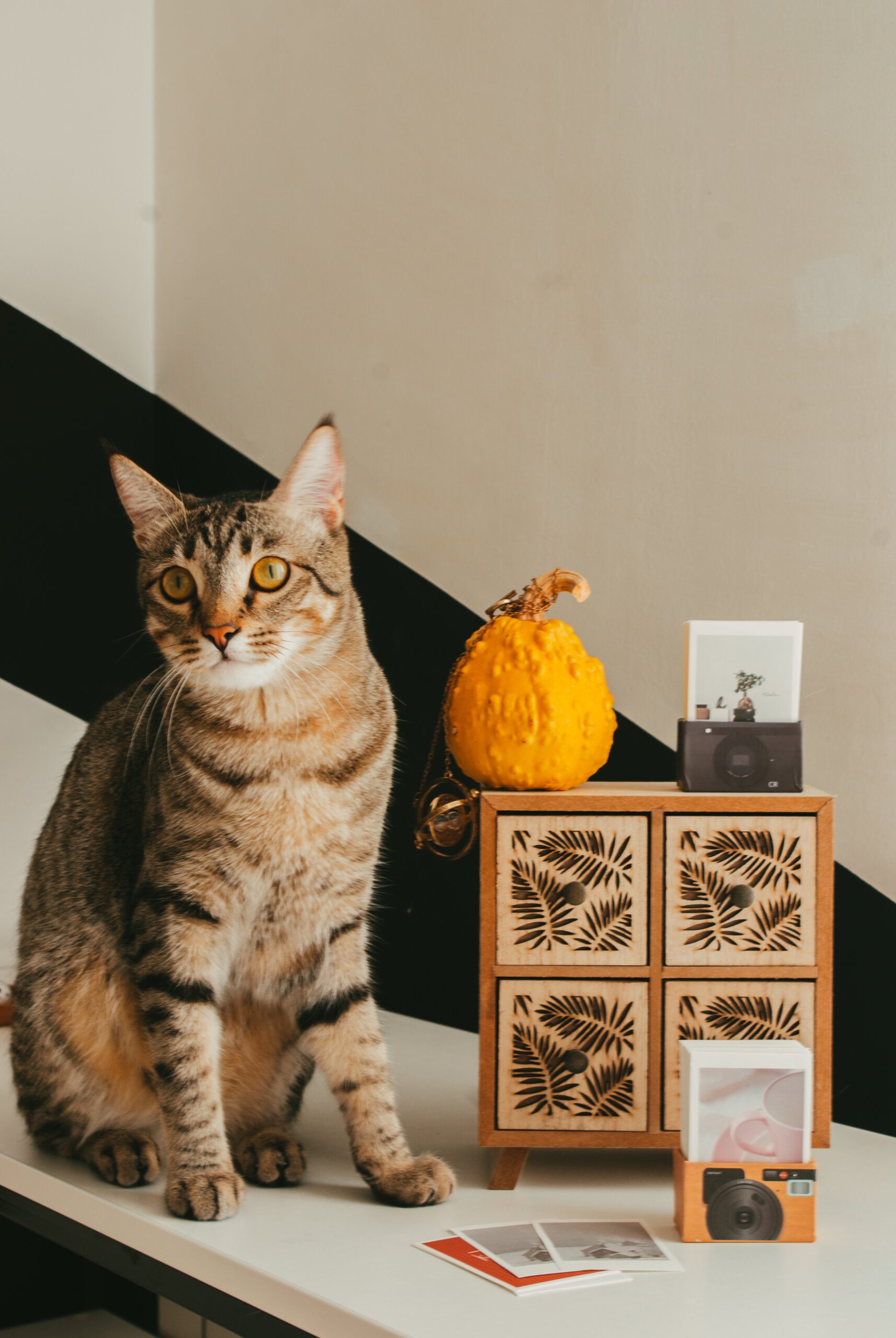 Can a Capybara be Kept as a Pet Can a Capybara be Kept as a Pet