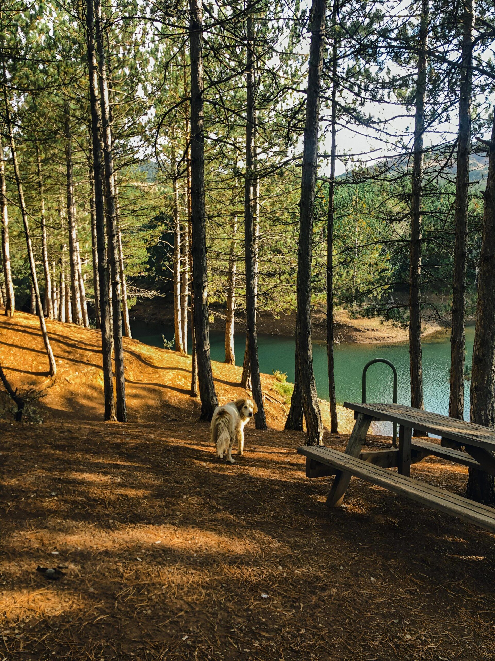 Can a Capybara be Kept as a Pet Can a Capybara be Kept as a Pet