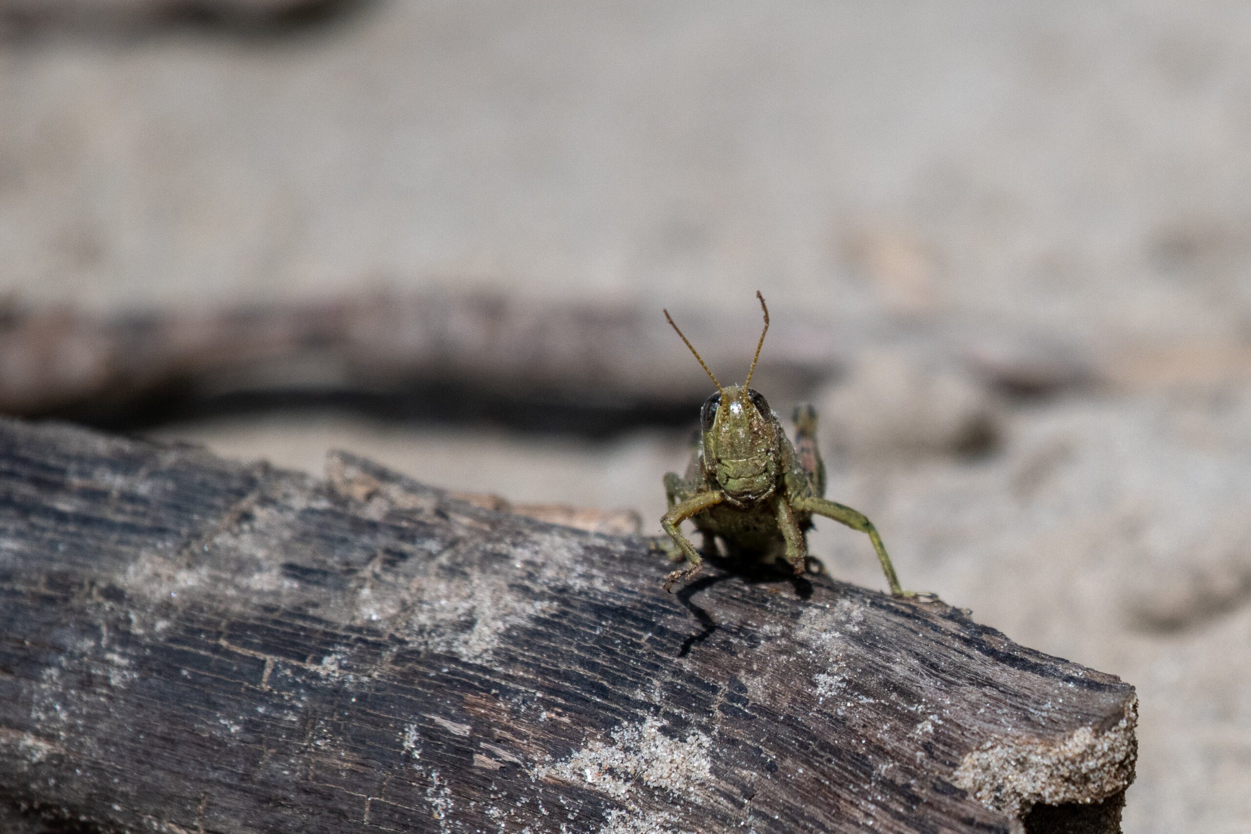Understanding the Aggressiveness of Capybaras
