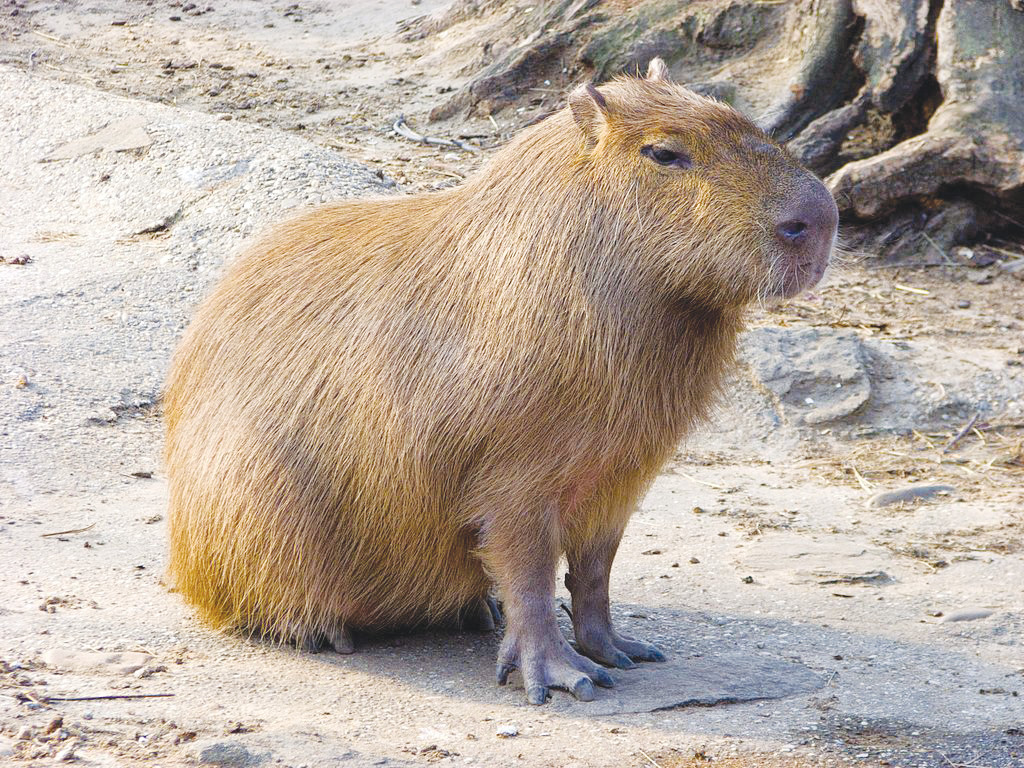 Are Capybaras Native to the United States? Are Capybaras Native to the United States?