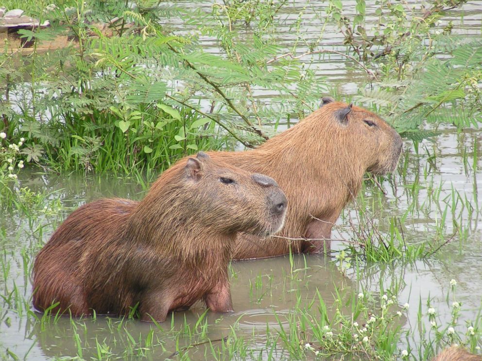 Are Capybaras Native to the United States? Are Capybaras Native to the United States?