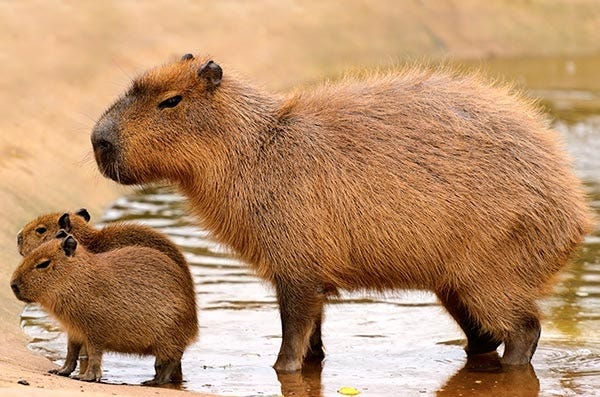 Are Capybaras Native to the United States? Are Capybaras Native to the United States?