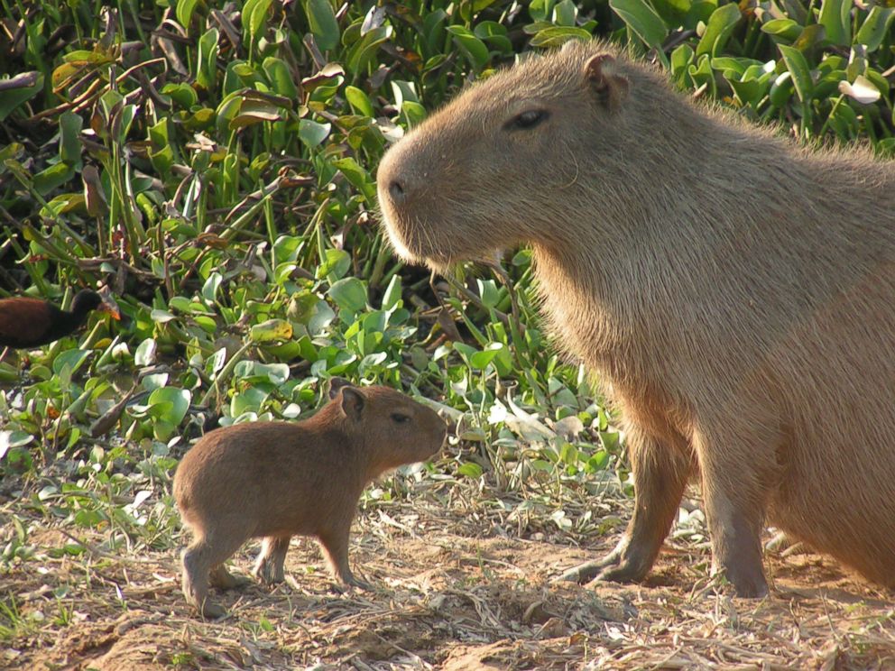Are Capybaras Native to the United States? Are Capybaras Native to the United States?