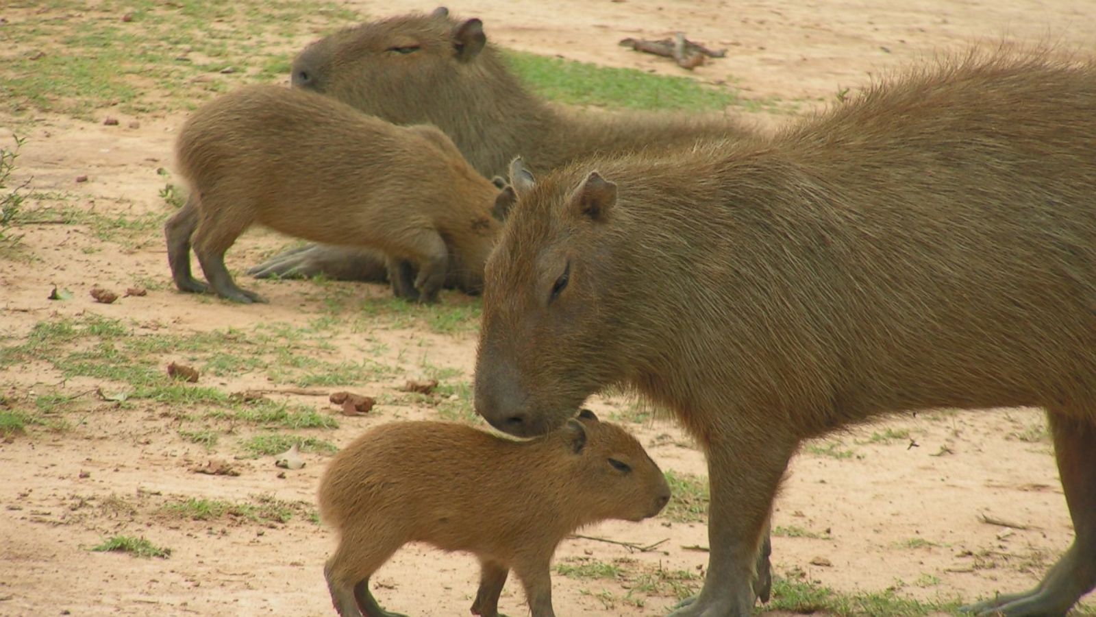 Are Capybaras Native to the United States? Are Capybaras Native to the United States?