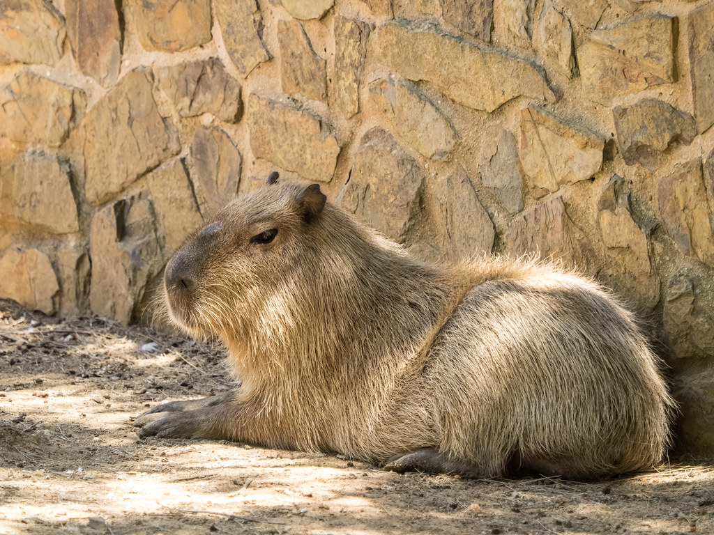 Are Capybaras Found in Portugal? Are Capybaras Found in Portugal?