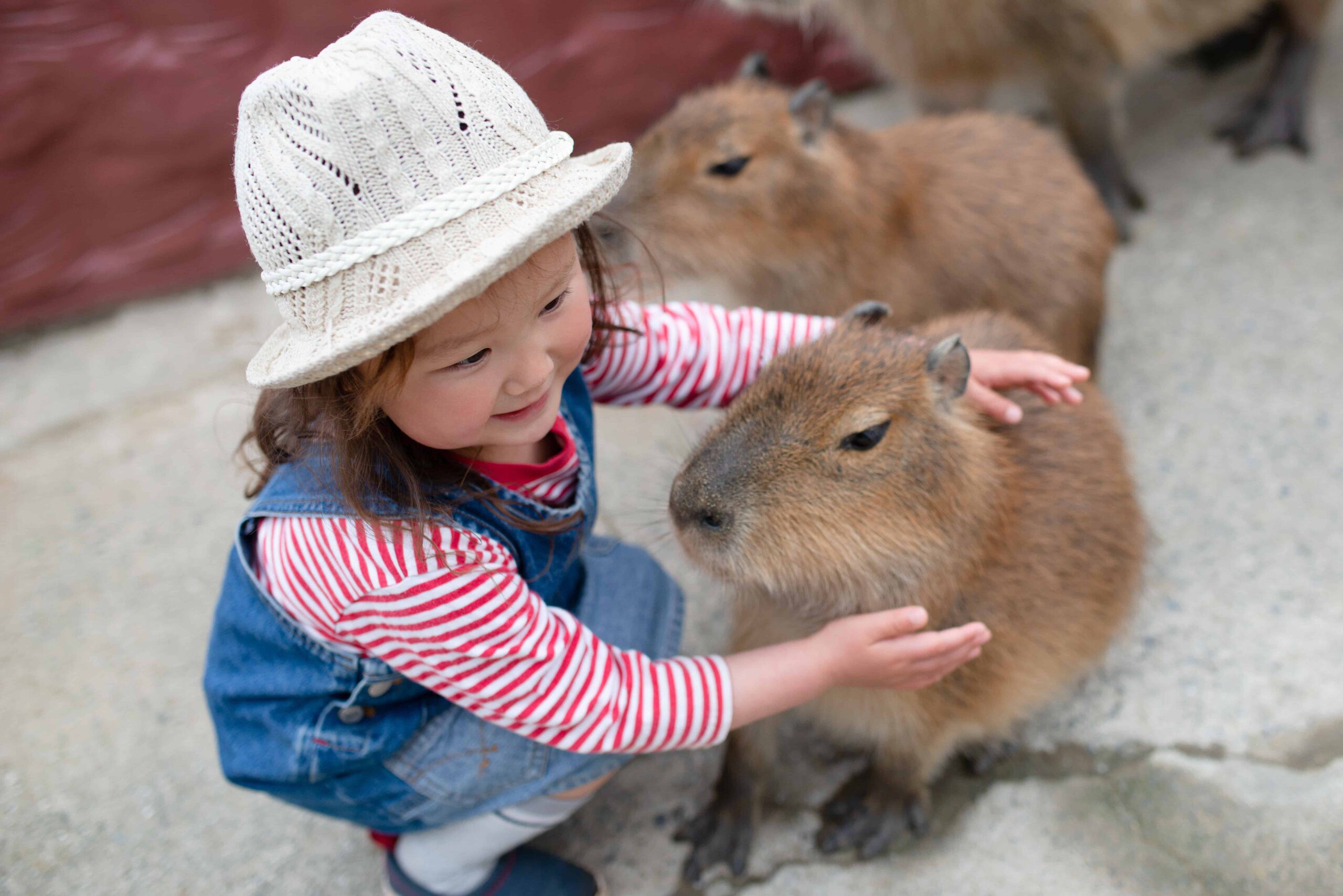 Are Capybaras Legal as Pets? Are Capybaras Legal as Pets?